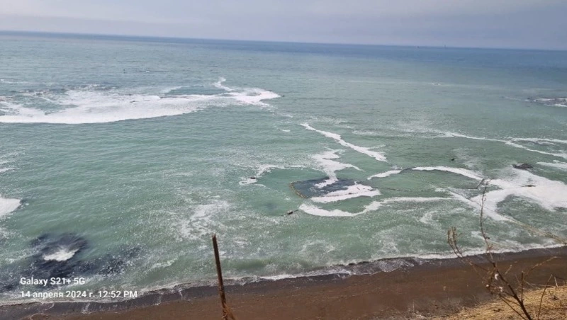 «Море побелело»: тонны селедки подошли к побережью в Корсаковском районе