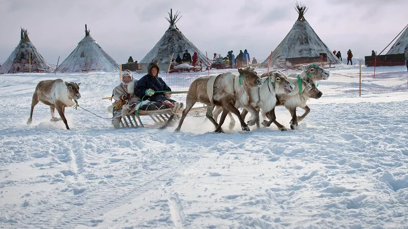 Эксперты назвали оленеводство на Сахалине пародией