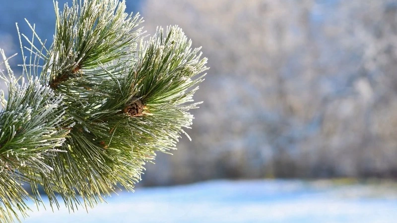 Прогноз погоды на Сахалине и Курилах 22 января: морозная погода и снег