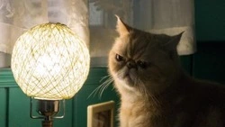 Больница, школы и часть Южно-Сахалинска проведут без света 18 сентября 