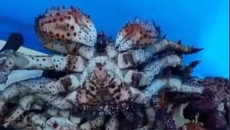 «Вот такие вот монстры!»: в сеть выложили улов крабалки на Сахалине