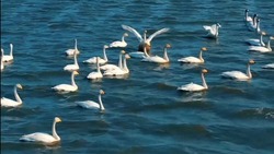 «Самый красивый признак весны»: на Сахалин прилетели первые лебеди