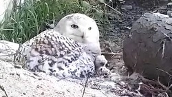 Белая сова из Сахалинского зоопарка обзавелась потомством