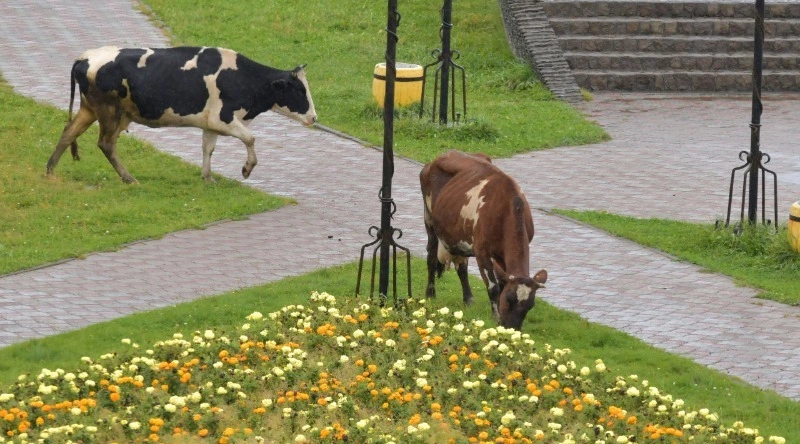Коровы в селе на Итурупе истоптали цветочные клумбы на смотровой