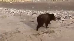 Операцию по спасению медвежат-сирот завершили на Сахалине