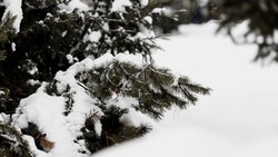 Небольшой снег и морозы ожидаются в Сахалинской области 4 февраля
