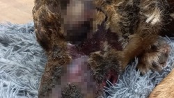 Обгоревший домашний пес оказался на улице в мороз на Сахалине