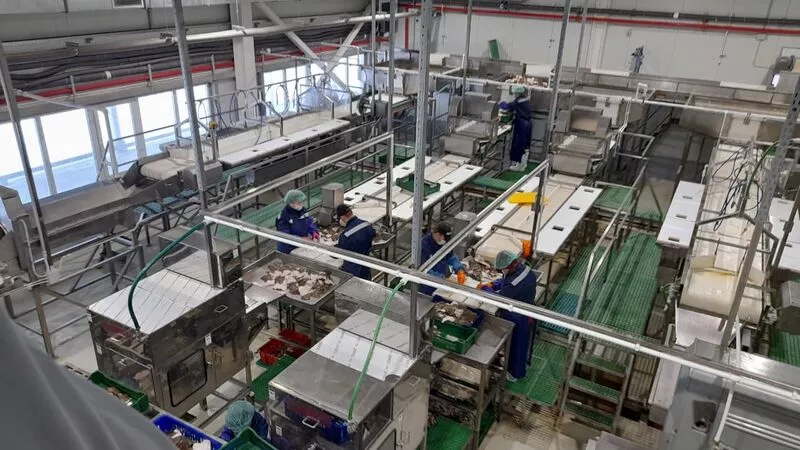 На Сахалине готовят к запуску современный завод по переработке рыбы