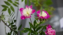 Сахалинские флористы нашли неожиданный подход к икебане