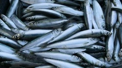 Жителям Южно-Сахалинска привезли мойву по 40 рублей за килограмм 21 апреля