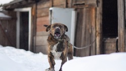 В Госдуме предложили штрафовать владельцев агрессивных собак на 200 тысяч рублей