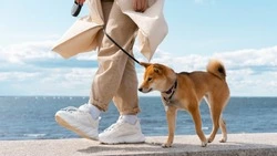 Жителей Сахалина предупредили о главных опасностях при самовыгуле собак