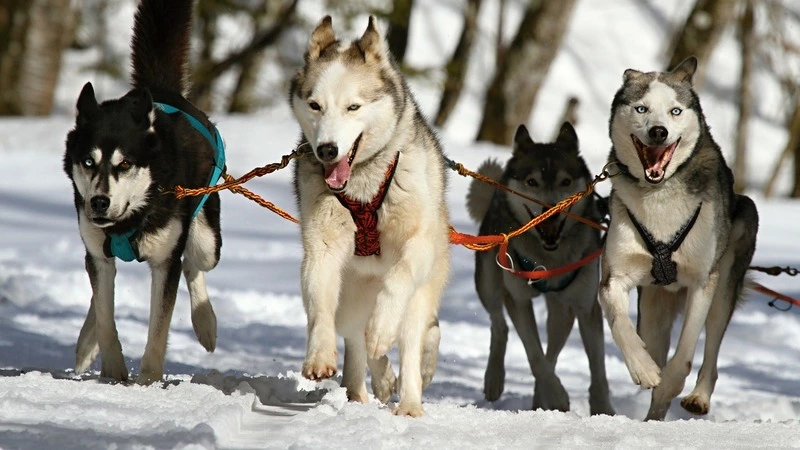 На севере Сахалина огонь «Детей Азии» прокатят на собачьей упряжке