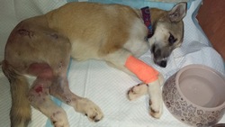 Сбитая скорой помощью в Поронайске собака с трудом перенесла третью операцию