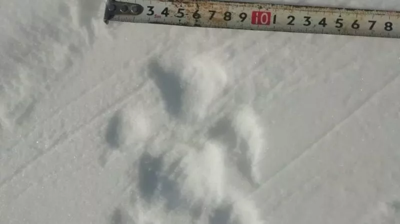 В Поронайском районе увидели след шестипалого волка