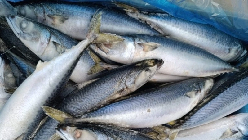 Экспорт рыбы и морепродуктов с Сахалина и из Приморья вырос почти в два раза