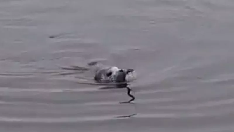 На Сахалине нерпу поймали на рыболовный крючок