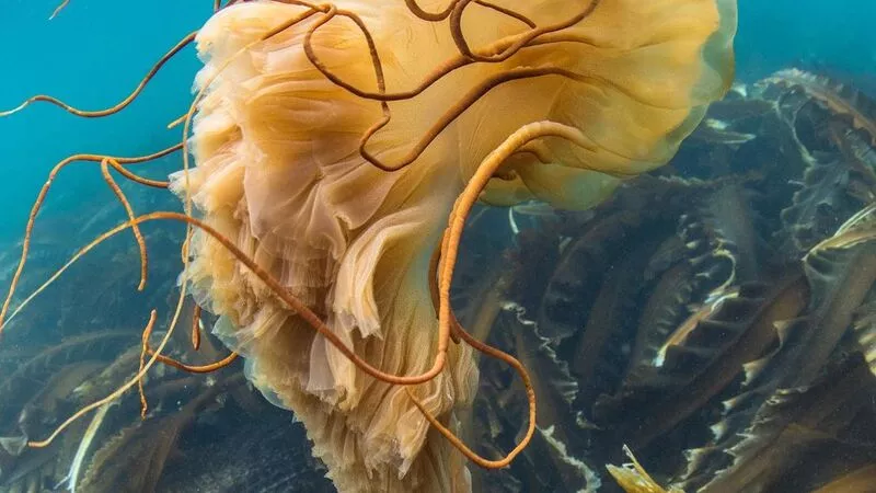 Популярный тревел-блогер нашел гигантскую медузу в водах Сахалина