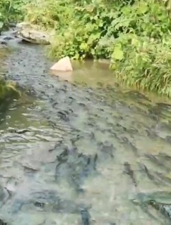 «Не показывайте браконьерам!»: косяк горбуши застрял на нересте в реке на Сахалине