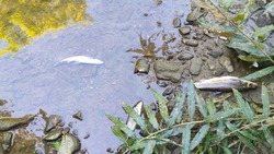 Специалисты выяснят причину массовой гибели рыбы в реке на юге Сахалина