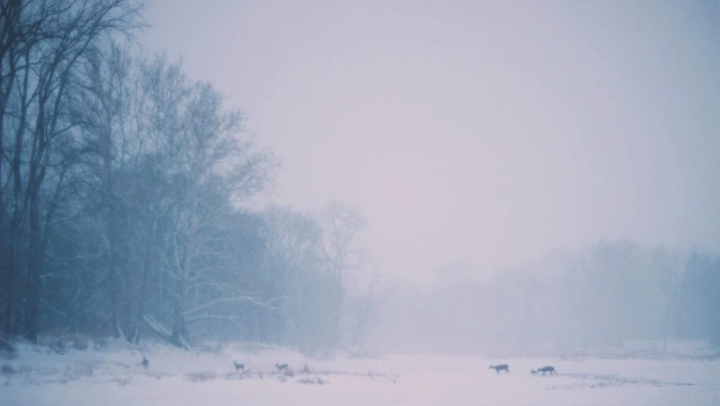 МЧС предупредило жителей Курил об опасности ураганного ветра 19 декабря