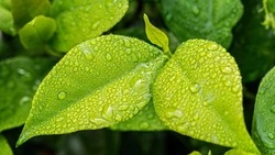 Возвращение дождя и ветер с юга: прогноз погоды на Сахалине и Курилах 13 июня