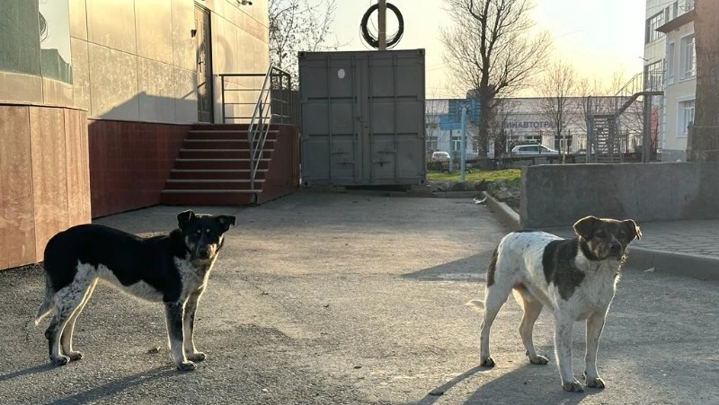 Каждое нападение — это трагедия: безнадзорные собаки становятся реальной проблемой на Сахалине 