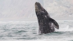 На Сахалине выбрали имя редчайшему серому киту