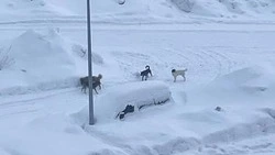 Жители Южно-Сахалинска пожаловались на стаю бездомных собак во дворе по улице Жириновского 