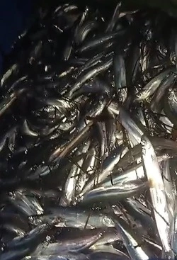 «Полтонны взяли»: мойва массово подошла к берегам в Томаринском районе