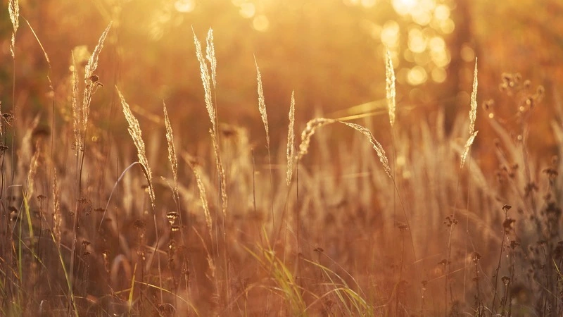 Инвалиду первой группы на Сахалине отказали в получении «дальневосточного гектара»
