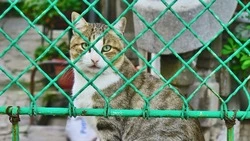 Нейросеть для поиска пропавших домашних животных разработали в России