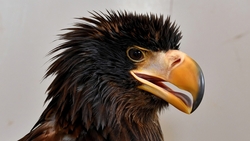Орлан, спасенный сахалинскими нефтяниками, прижился в зоопарке Комсомольска-на-Амуре
