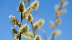 Оттепель спрогнозировали в Сахалинской области на 27 февраля