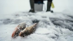 Сахалинская рыбоохрана оштрафовала рыбаков на 29 тысяч рублей за неделю