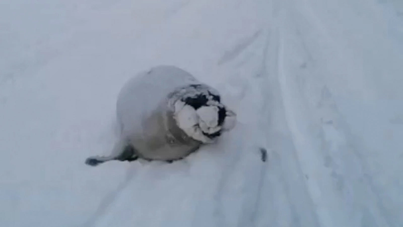 В Корсаковском районе заплутал маленький морской котик