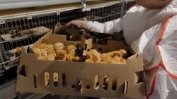 На птицефабрике «Островная» поселились 83 тысячи новых птенцов
