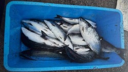 Сахалинец незаконно выловил 12 хвостов симы на сумму свыше 123 тысяч рублей
