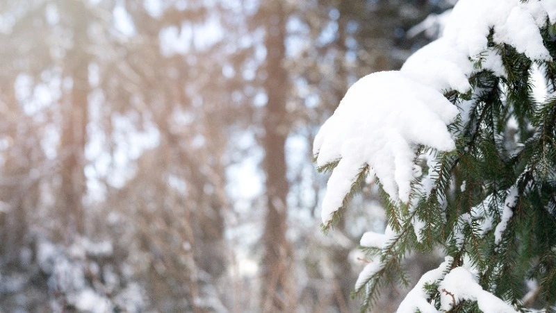 Переменную облачность и туман прогнозируют синоптики в Южно-Сахалинске 23 января