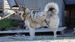 Новый приют для бездомных собак построят после жалоб в Корсакове