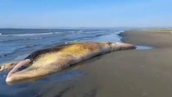 Погибшего кита выбросило на сахалинский берег