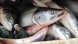 Рыбалка на кету обернулась уголовным делом для жительницы Невельска