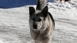 «Такой хороший»: на юге Сахалина ищут хозяина собаке с грустными глазами