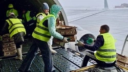 Птицефабрика «Островная» получила авиасообщением партию из 60 тысяч цыплят