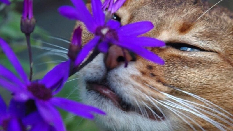 В Южно-Сахалинске у реабилитационного центра «Преодоление» высадили котовник