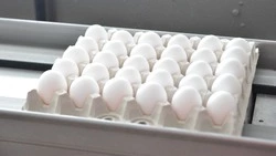 Птицефабрика «Островная» задолжала больше пяти миллионов рублей поставщику упаковки