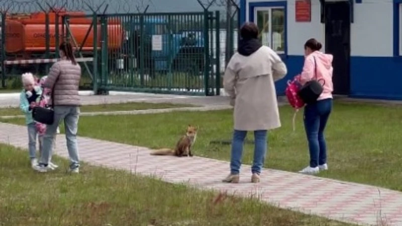 Лиса проводила в путь пассажиров рейса Курильск — Южно-Сахалинск