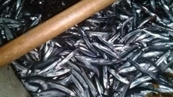 Ученые объяснили, почему в этом году на берег Сахалина выбрасывает тонны мойвы 