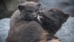 Семья песцов попала в объектив фотографа на Курилах