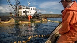 Два района Сахалинской области присоединились к лососевой путине-2023